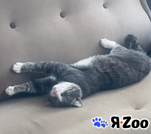 Котик Федя очень ждет своих родителей даром