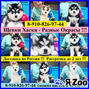 Хаски Щенки Разного Окраса в Ярославле договорная