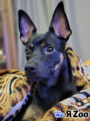 Ищем девочку(сучку),для случки в Зеленограде договорная