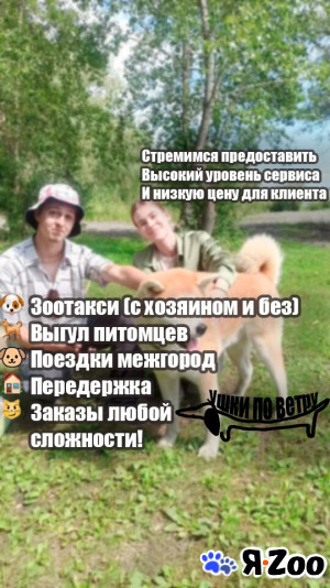 Зоотакси и выгул собак новосибирск ушки по ветру в Новосибирске 500 руб.