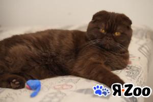 Питомник шотландских кошек Pol Catana 45 000 руб.