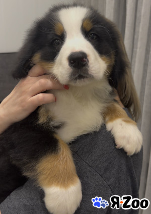 Бернский Зенненхунд щенок в Саратове 45 000 руб.