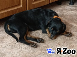 Щенки ротвейлера в Челябинске 50 000 руб.