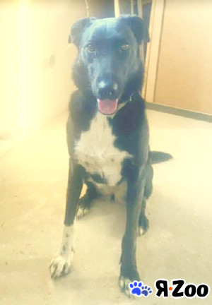 Отдам прекрасную собаку,3года,девочка,стерилизована в Челябинске даром