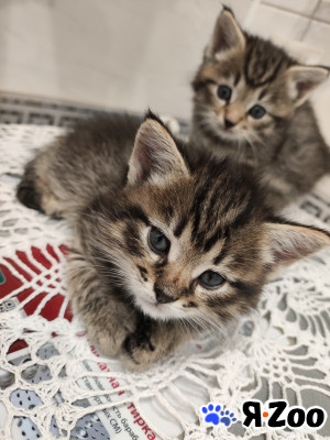 Отдам котят в добрые руки в Москве