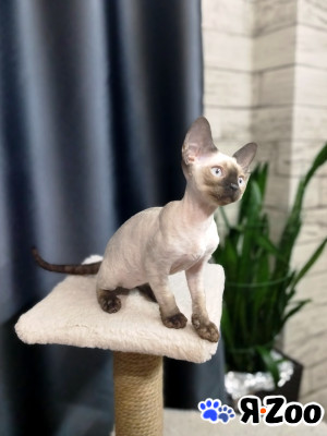 Котёнок Девон Рекс в Воронеже 50 000 руб.