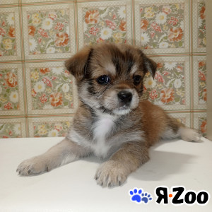 Щенки Чихуахуа в Воскресенске 10 000 руб.