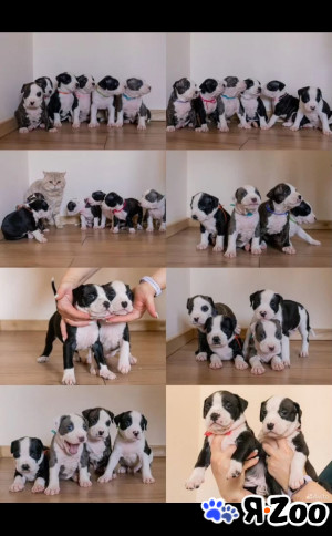 Щенки от чемпионов в Москве 50 000 руб.