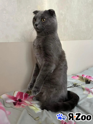 Ищу хозяина для кота в Москве договорная