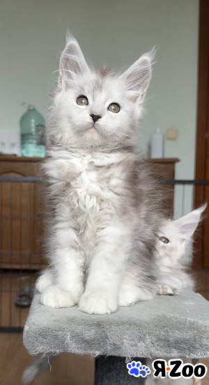 Мейн кун котенок мальчик