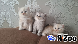 Продаются милые котики в Кирове 7 000 руб.