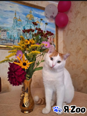 Ищу дом котику в Кохме