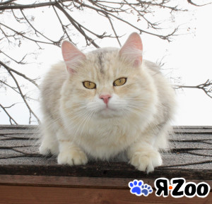 Сибирские котята в Тюмени 15 000 руб.