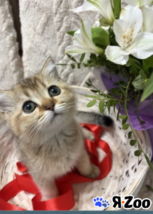 Котята шотладнские в Москве 13 000 руб.