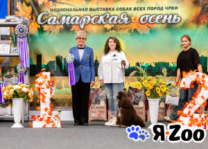 Титулованный кобель американского кокер спаниеля. Вязка в Ульяновске договорная