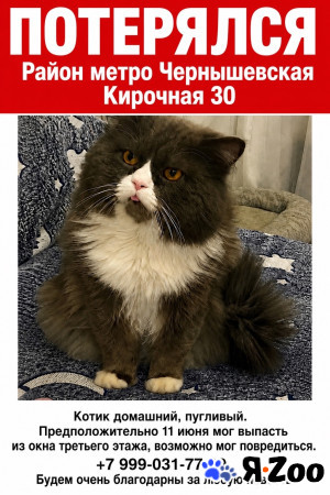 Пропал кот в Санкт-Петербурге пропала