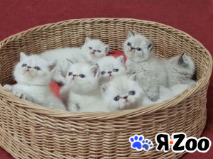 Экзотические короткошерстные котята