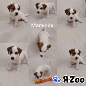 Джек-рассел-терьер, щенок, метрика РКФ, прививки 30 000 руб.