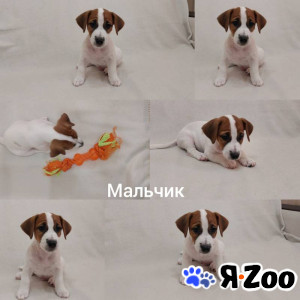 Джек-рассел-терьер, щенок, метрика РКФ, прививки 30 000 руб.