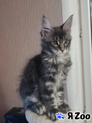 Котёнок мейн-кун в Одинцово 34 000 руб.