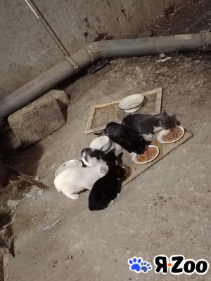Котята даром в Екатеринбурге