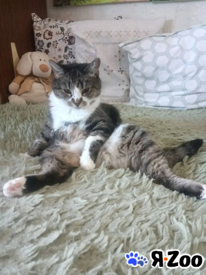 Кошечка Василиса в Люберцах