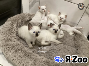 Тайские котята (сиамские старотипные) в Санкт-Петербурге 65 000 руб.