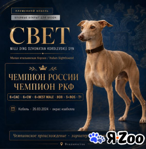 ВЯЗКА Кобель Левретка (малая итальянская борзая) в Владивостоке договорная