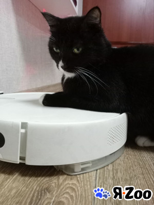 Котик в «смокинге» в самые добрые руки в Новосибирске