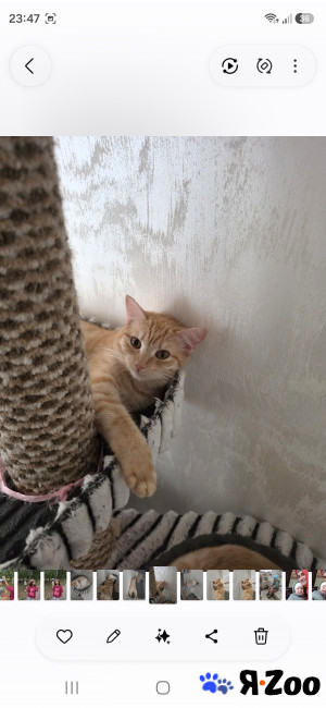 Кошка в добрые руки в Нижневартовске