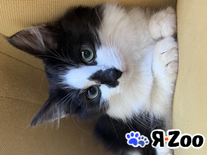 Котёнок ищет дом даром