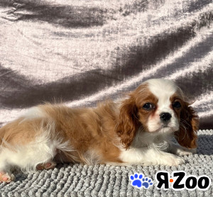 Кавалер Кинг Чарльз Спаниель мальчик в Санкт-Петербурге 100 000 руб.