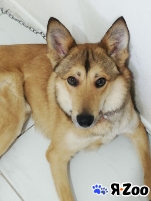 Джек ищет свой дом в Сергиевом Посаде