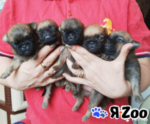 Щенки пти-брабансона в Москве 40 000 руб.