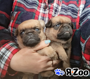 Рыжие мальчики малого брабансона в Москве 40 000 руб.