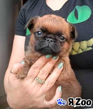 Пти-брабансон рыжий мальчик в Москве 45 000 руб.