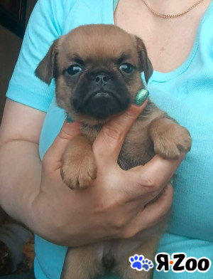 Рыжий мальчик пти-брабансон в Москве 45 000 руб.