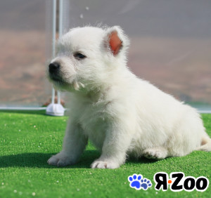 Вест хайленд вайт терьер в Москве 120 000 руб.