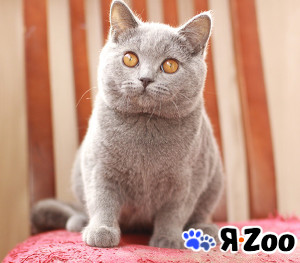 Настоящие британские котята от производителя из Англии в Москве 40 000 руб.