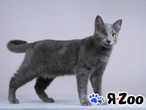 Нежный ласковый котик Лапозай в добрые руки в Москве