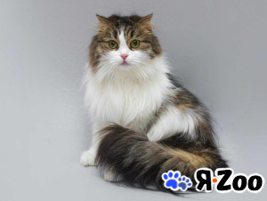 Нежная ласковая кошечка Миу в добрые руки в Москве