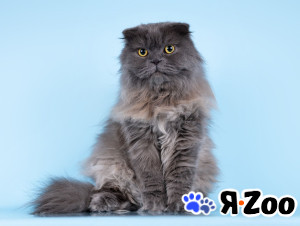 Ласковый кот Помпон в добрые руки в Москве