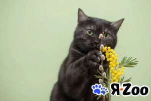 Черная красавица Таги в Москве даром