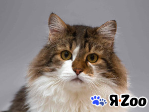 Нежный ласковый котик Симон в добрые руки в Москве