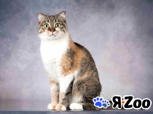 Нежная ласковая кошечка Лёля в добрые руки в Москве