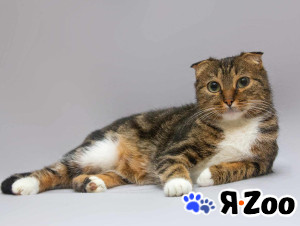 Очаровательная вислоухая кошечка Жужу в Москве