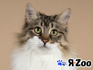 Добрый ласковый богатырь кот Фунтик в Москве