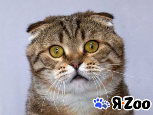 Благородный добряк — кот Сигизмундий в Москве