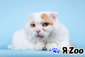 Ласковый вислоухий белый кот Мальчик в Москве