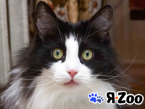 Ласковый котик Орион в добрые руки в Москве